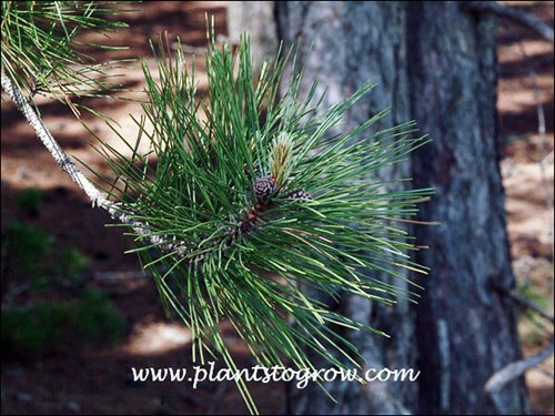 Needles in groups of two 4-6 inches long